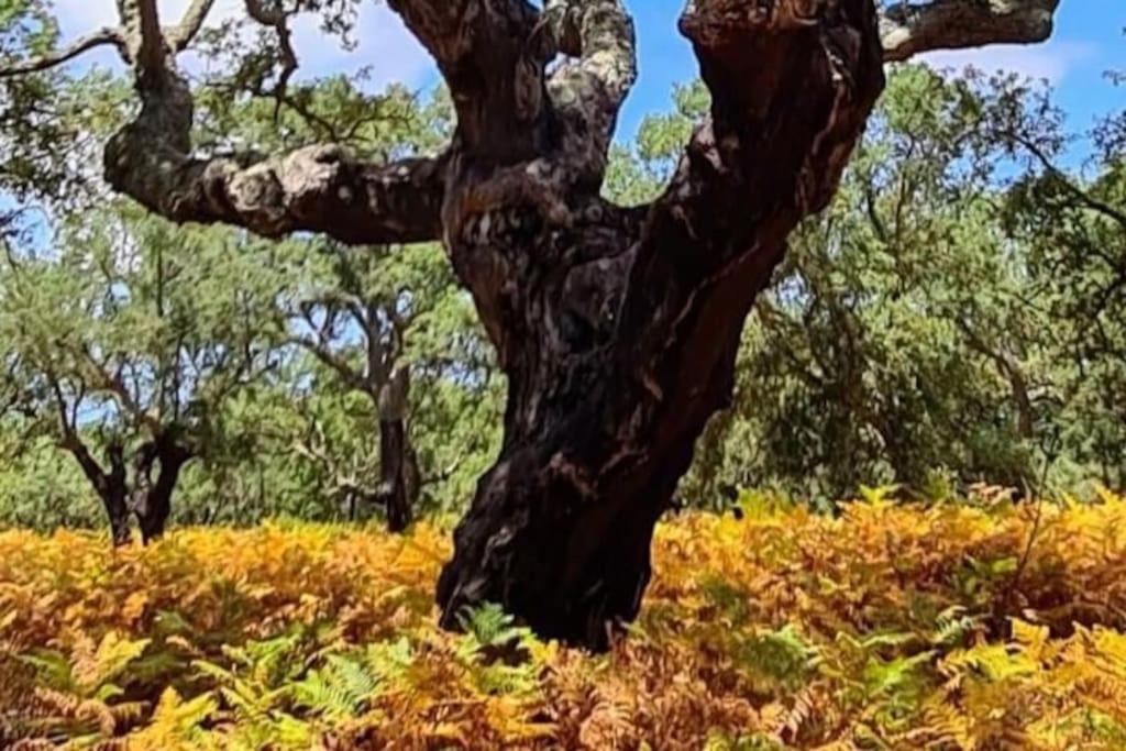 Alto Das Vinhas Lovers - Sesimbra Exterior foto